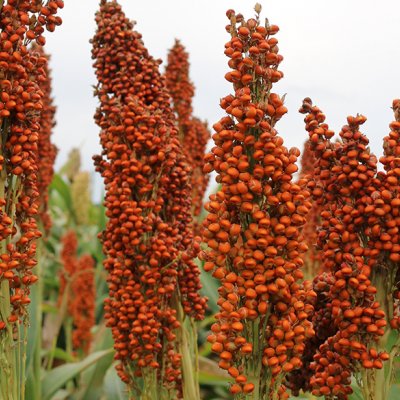 Sorghum in the field